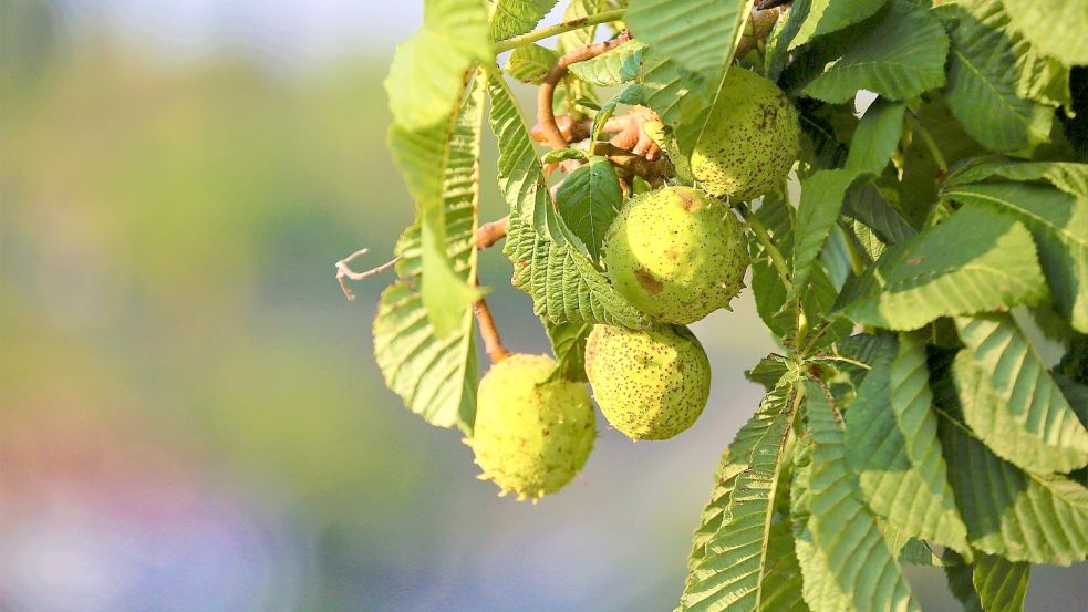 Die Früchte der Rosskastanie. Foto: pixabay.com