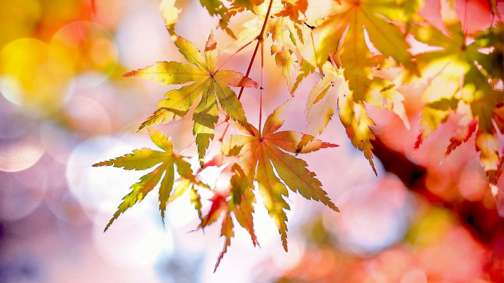 Kommt noch ein goldener Oktober? Unsere Autorin hofft darauf. Foto: pixabay.com