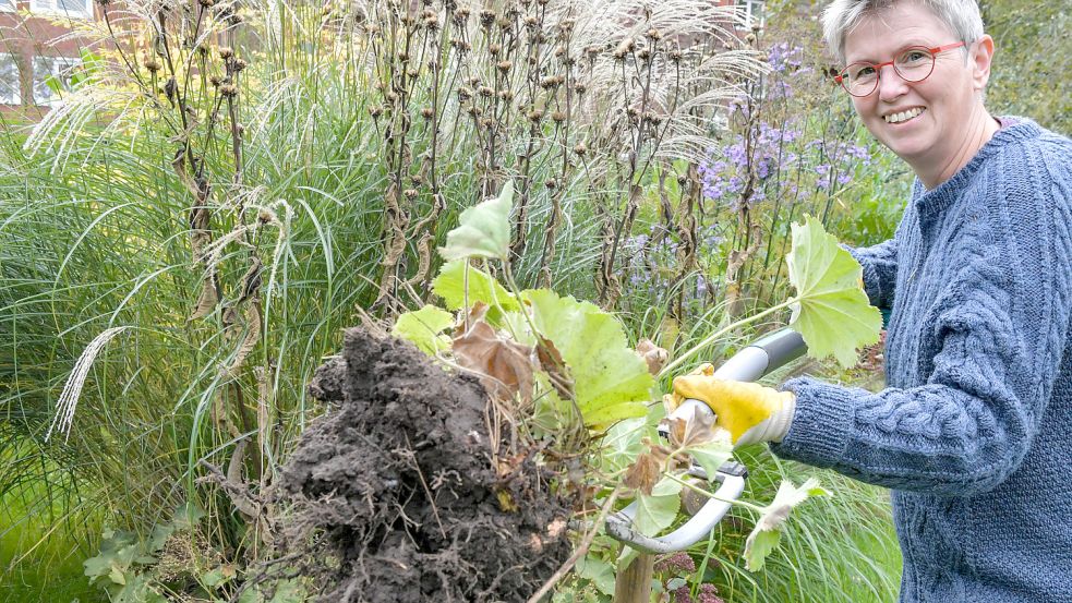 Frauenmantel neigt zum Wuchern, lässt sich aber durch Teilung gut verkleinern. Reporterin Karin Lüppen hat in ihrem Garten die Grabegabel angesetzt. Fotos: Ortgies