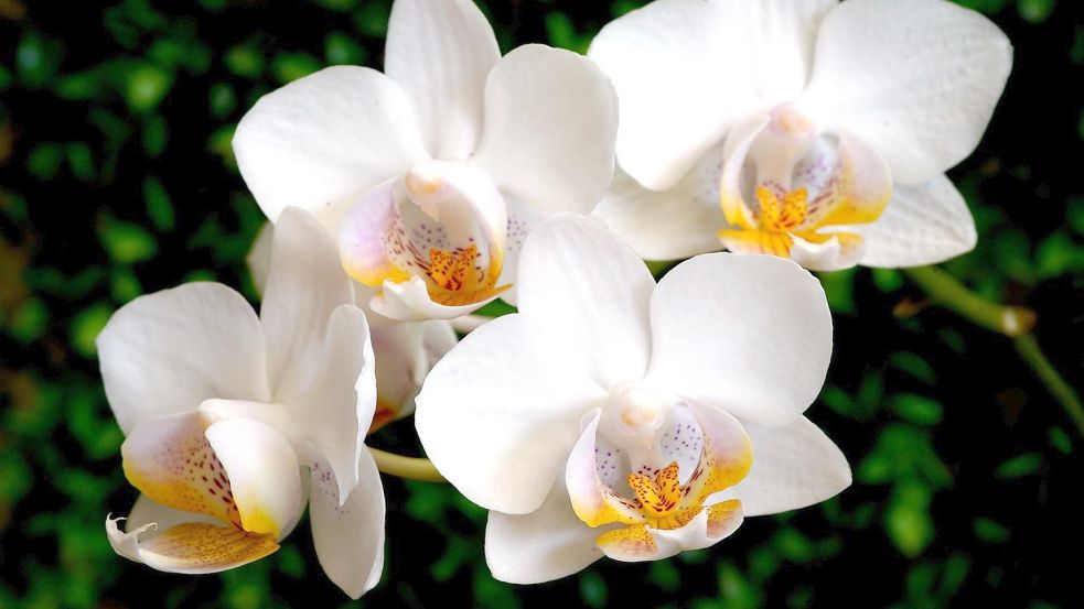 Mit ihren prächtigen Blüten haben sich Orchideen zu einer beliebten Zimmerpflanze entwickelt. Foto: pixabay.com