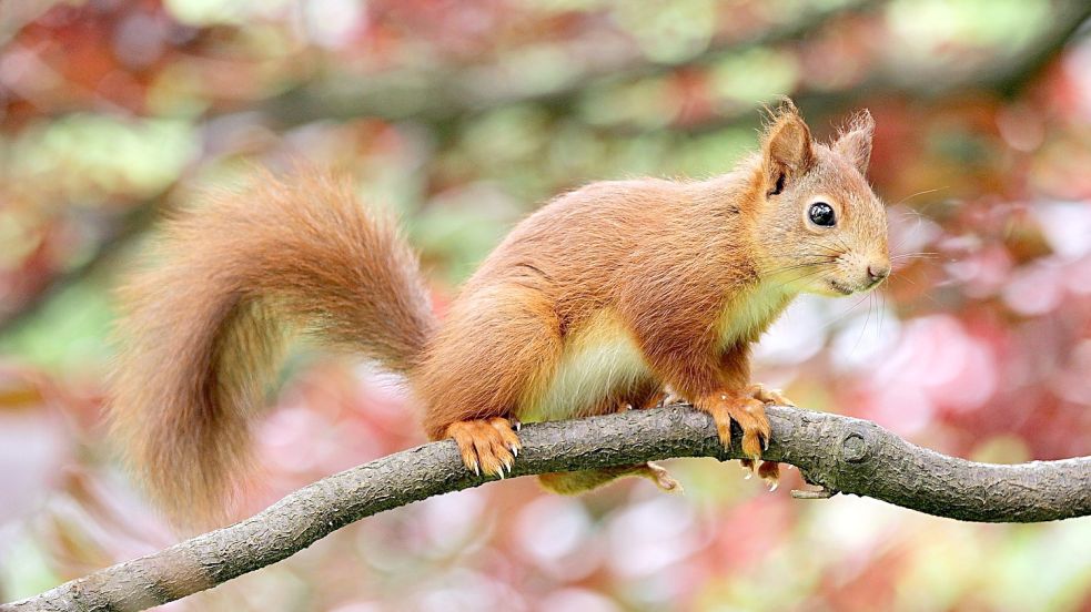 Hohe Bäume sind im Garten vorhanden. Warum kommt dann kein Eichhörnchen vorbei? Foto: pixabay.com