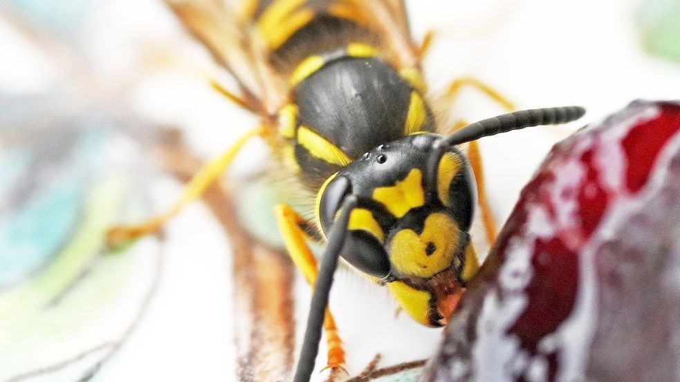 An dem gelben Stirnfleck ist die Deutsche Wespe zu erkennen. Foto: Peter Zschunke/dpa