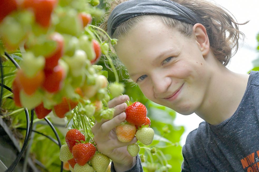 Roman Mammen mag Erdberren am liebsten frisch und pur. Der 13-Jährige ist der Sohn von Renske Mammen, die den Erdbeerhof Janssen in Wittmund betreibt. Fotos: Ortgies
