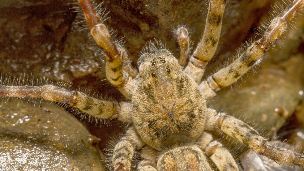 Die Nosferatu-Spinne wurde zuletzt häufiger in Deutschland entdeckt. Foto: Imago-Images/agefotostock