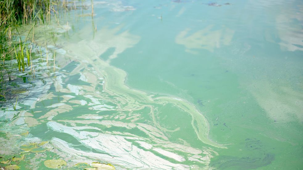Blaualgen auf der Wasseroberfläche eines Sees in Niedersachsen: Zu erkennen sind sie an der grünlichen Trübung des Wassers. Foto: P. Schulze/dpa
