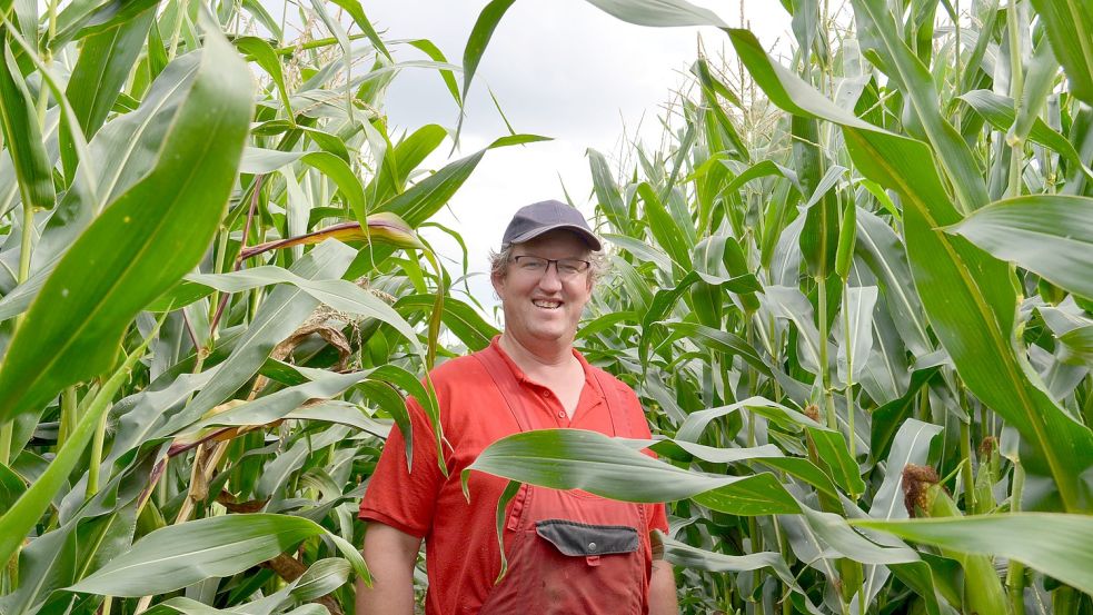 PV-Paneele kann sich Albert Ohling nicht über seinem Mais vorstellen. Immerhin verschwindet selbst der Landwirt mit seinen 1,98 Metern schon leicht im Maisfeld. Foto: Hoppe