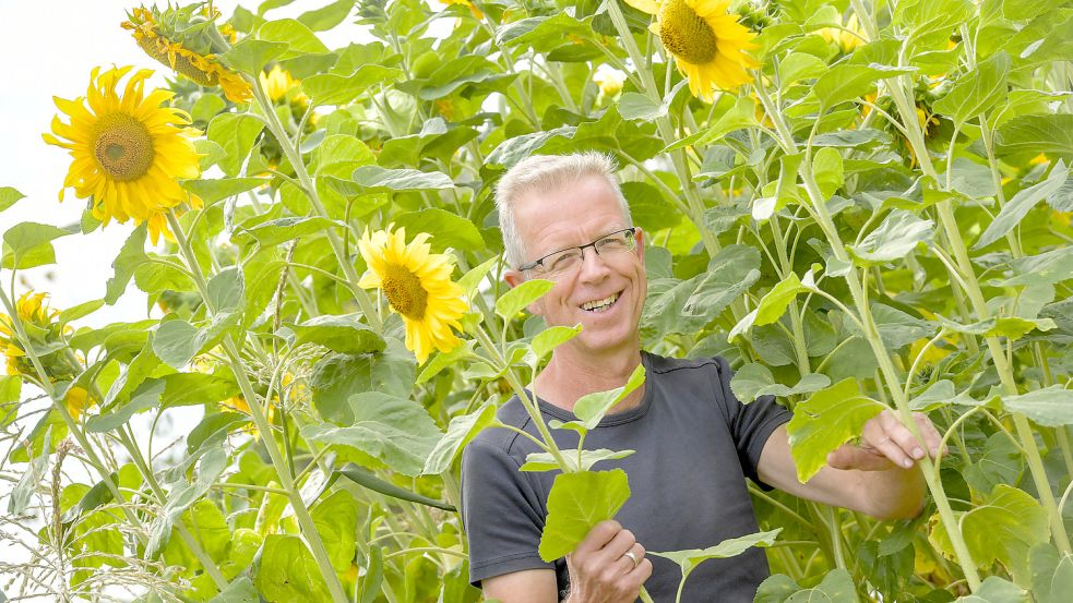 Hohe Sonnenblumen leuchten im Garten von Rudolf Bleeker. Über die Samen freuen sich die Singvögel. Foto: Ortgies