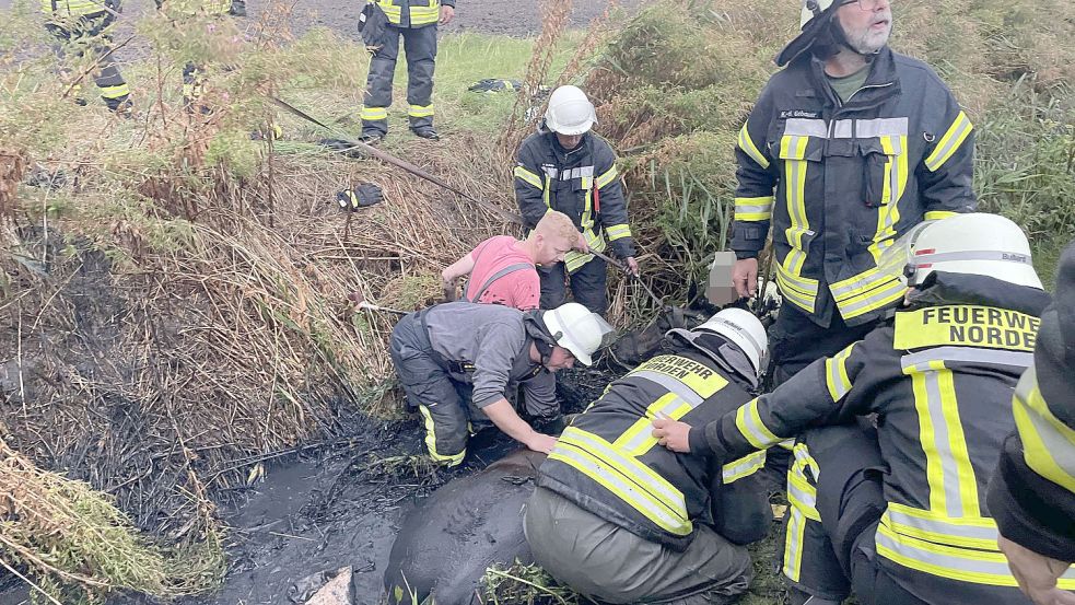 Stute „Wisteria“ konnte sich nicht aus eigener Kraft aus der Schlammgrube ziehen. Foto: Freiwillige Feuerwehr Norden