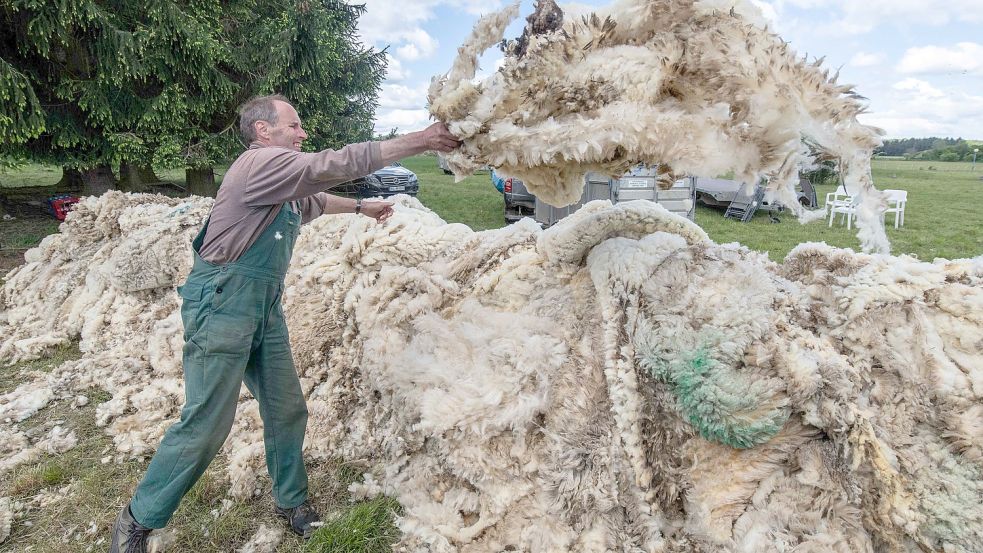 Mit beiden Händen wirft ein Helfer die frisch geschorene Wolle eines Schafes auf einen riesigen Berg bereits angesammelter Wolle. Pro Tier fallen etwa drei bis vier Kilo Wolle an, die auf dem freien Markt jedoch kaum gefragt sind. Foto: Boris Roessler/DPA