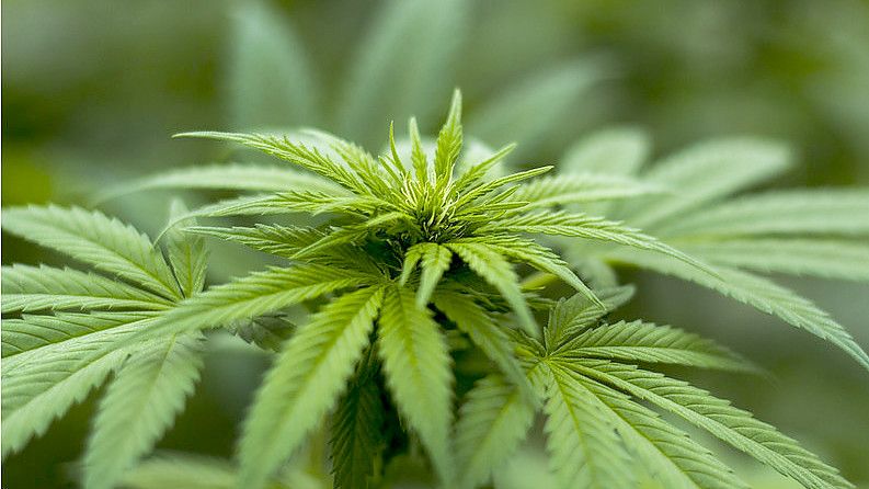 Nicht nur der Konsum und Handel mit Cannabis, auch der Anbau soll in kleinem Umfang künftig erlaubt sein. So plant es die Bundesregierung. Foto: Pixabay