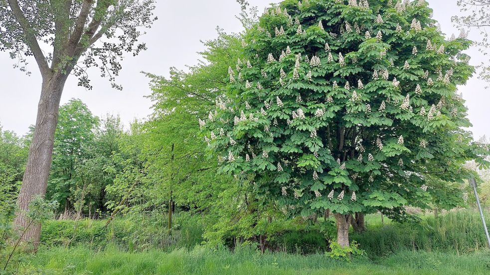 An der Blütenpracht der Rosskastanienbäume erfreue sich viele Insekten. Foto: Hanssen