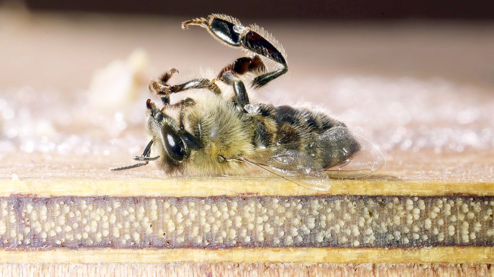 Einer geschwächten Honigbiene können Sie mit Zuckerwasser nicht helfen. Foto: IMAGO IMAGES/Frank Sorge