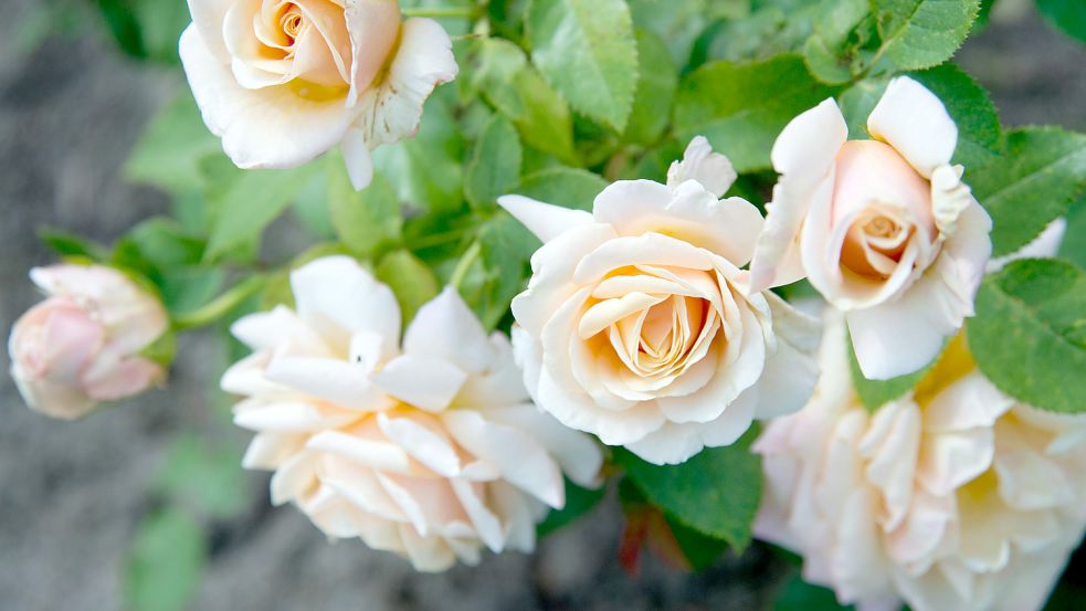 Rosen können den Klimawandel trotzen – solange sie im richtigen Boden angepflanzt wurden. Foto: dpa/Andrea Warnecke