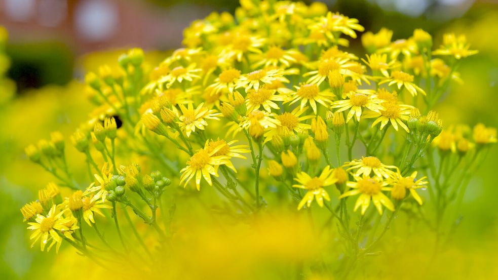 Das Jakobskreuzkraut hat leuchtend gelbe Blüten und wird 30 bis 100 Zentimeter hoch. Im ersten Jahr erscheint nur eine feste Blattrosette. Foto: Ortgies