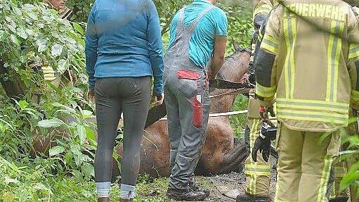 Ein Pferd ist am Donnerstag im Morast versunken und musste von der Feuerwehr aus seiner misslichen Lage befreit werden. Foto: NWM-TV