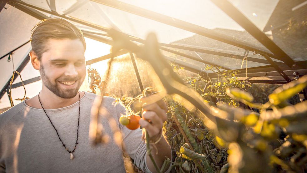 Henning Doyen hat Spaß am Gärtnern und an gesunder Ernährung gefunden, zieht in einem Gewächshaus in seinem Garten auch selbst Tomaten. Foto: Cordsen