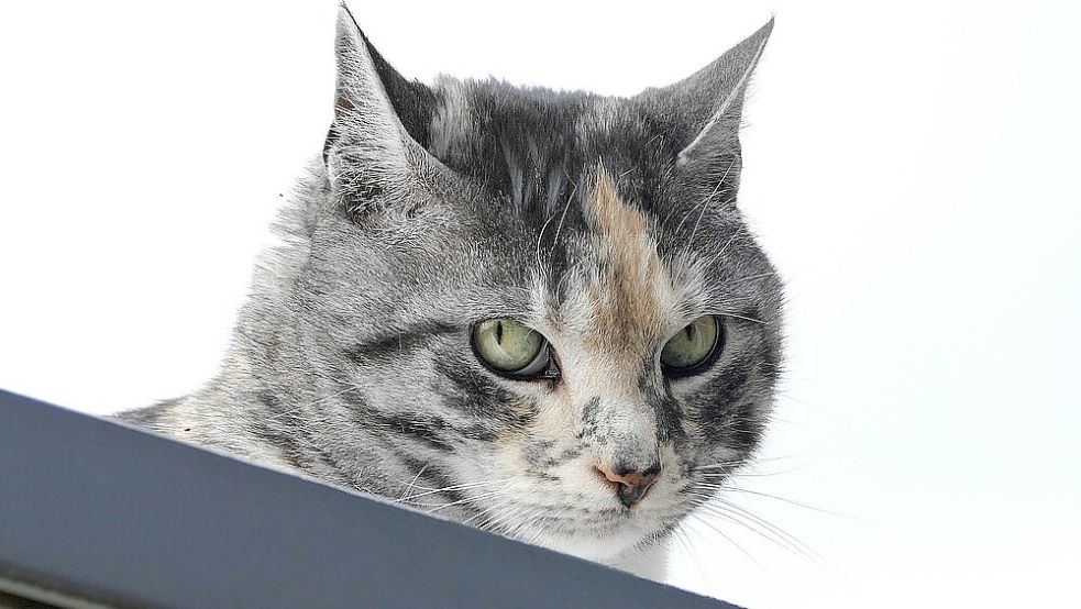 Kommt die Katze von allein wieder vom Dach herunter? Symbolfoto: Pixabay