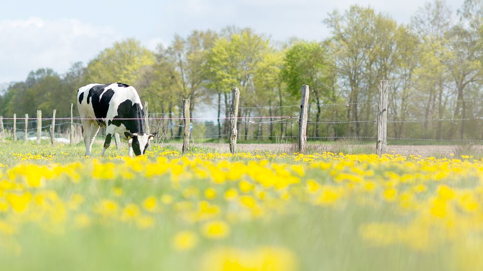 Eine Kuh steht auf einer Weide mit viel Löwenzahn. Foto: Gollnow/Deutsche Presse-Agentur GmbH/DPA