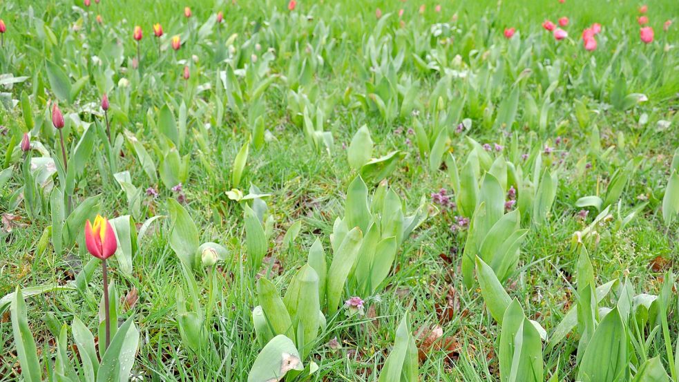 Zum Start in die neue Saison zeigen sich unzählige Tulpen in bunter Blütenpracht. Foto: Ullrich