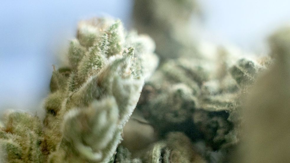 Die Cannabis-Debatte geht auch nach der Legalisierung weiter. Foto: Sebastian Gollnow/dpa