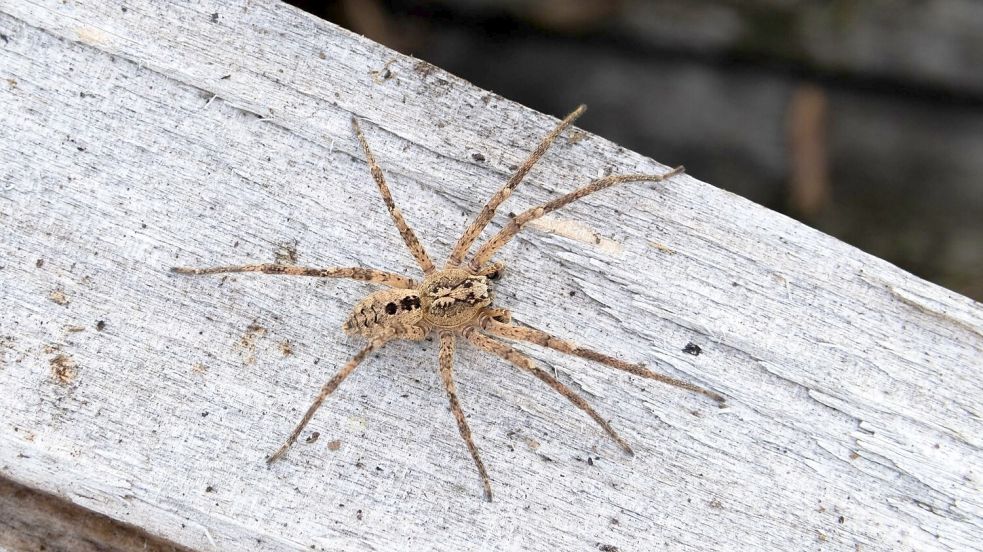 Die Nosferatu-Spinne erreicht die Spinne eine Körperlänge von bis zu zwei und eine Beinspannweite von etwa fünf Zentimetern. Foto: Robert Pfeifle/NABU/dpa