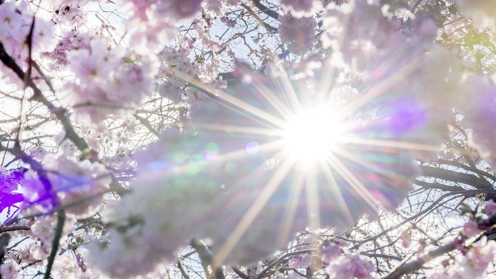Sonnenstrahlen scheinen durch Blüten der Winterkirsche (Higankirsche): In den nächsten Tagen droht eine intensive UV-Strahlung. Foto: Thomas Banneyer/dpa