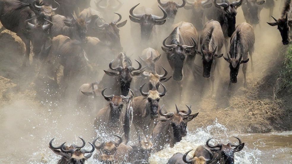 Es ist die einzige verbleibende große Gnu-Wanderung: Jedes Jahr wandern mehr als eine Million Gnus in der ostafrikanischen Savanne zwischen der tansanischen Serengeti und der Masai Mara in Kenia. Foto: Mogens Trolle/ University of Copenhagen via EurekAlert/dpa
