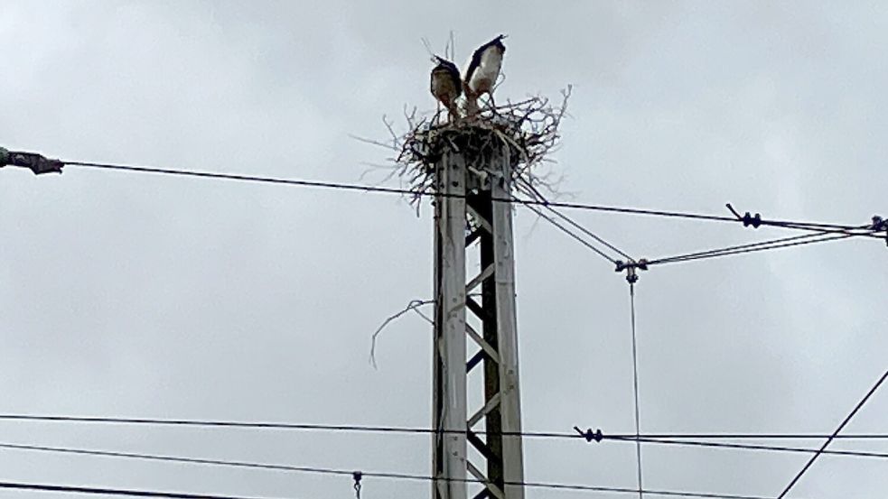 Umgeben von Stromleitungen baut dieses Storchenpaar ein Nest. Foto: Schade