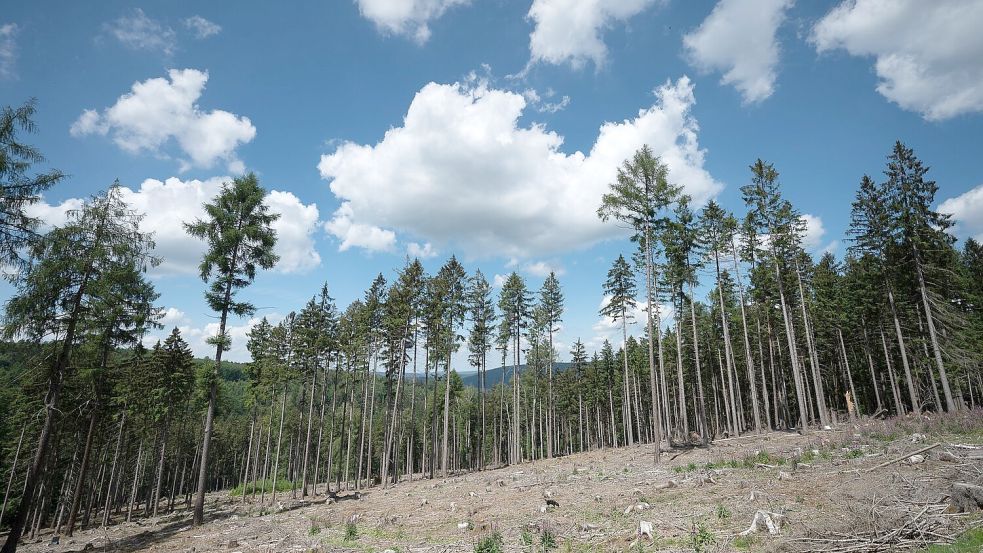 Trockene Bäume liegen in einer kahlen Stelle im Wald. Die Weltwirtschaft droht einer Studie zufolge durch Klimafolgen stark zu schrumpfen. Foto: Sebastian Gollnow/dpa