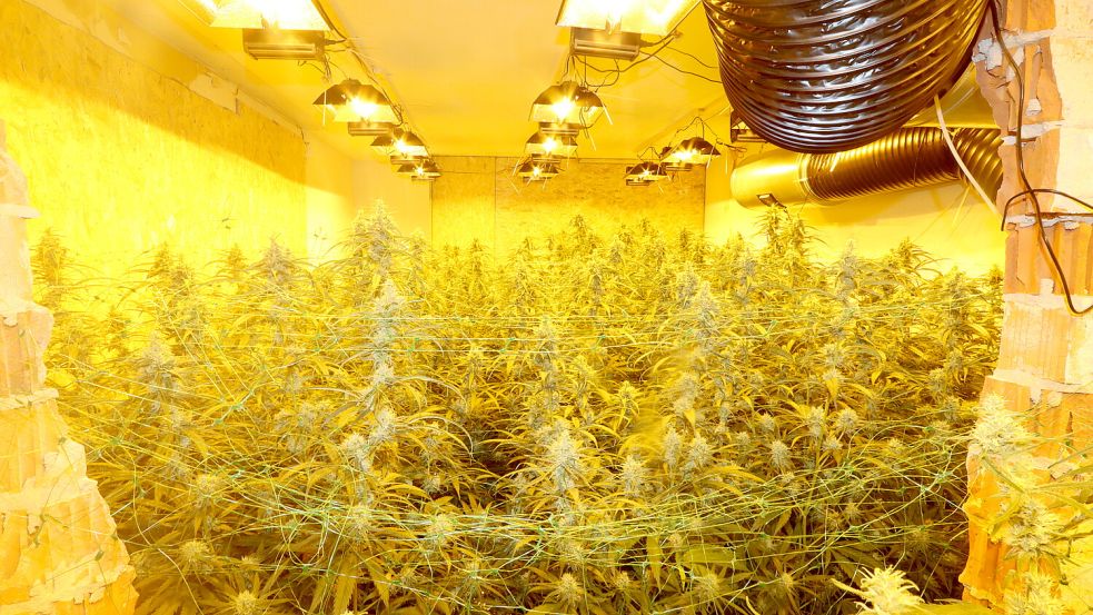 Der Bremer Polizei ist erneut ein Schlag gegen den organisierten Drogenhandel gelungen. Unter anderem wurde eine Cannabis-Plantage mit 300 Pflanzen ausgehoben. Foto: Polizei Bremen