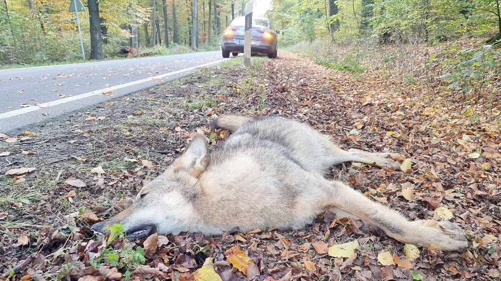 Dieser Wolf wurde bei einem Unfall im Oktober 2022 an einer Landstraße im Landkreis Osnabrück getötet. Foto: Nord-West-Media TV/dpa