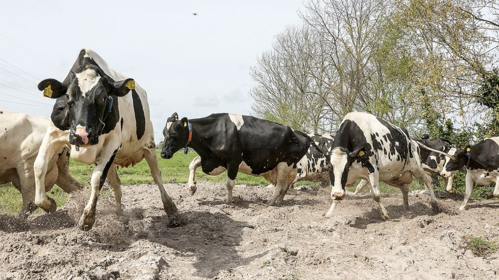 Milchkühe springen freudig nach dem Winter auf die Weide. In Ostfriesland gibt es viele Milchvieh-Betriebe. Es verwundert, dass sich keiner beim Aktionstag „Landwirt für einen Tag“ beworben hat. Foto: Hock