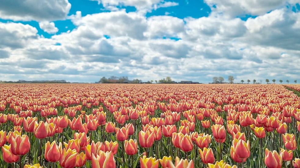 Wie aus einem Bilderbuch: Die Tulpenfelder im niederländischen Reiderwolderpolder ziehen viele Schaulustige an – wie einst auch die Felder in Landschaftspolder. Foto: Gettkowski