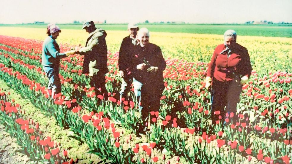 Die Tulpenfelder in Landschaftspolder lockten viele Schaulustige an. Foto: Dollard-Museum