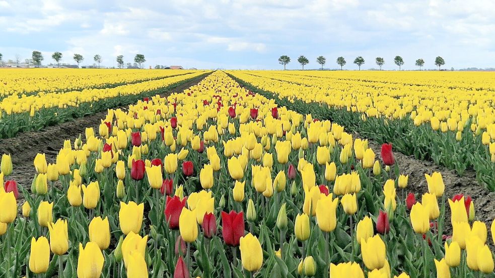 Fehlfarben nennt man es, wenn in einem Feld Tulpen einer anderen Farbe wachsen. Um eine reine Sorte zu gewährleisten, werden ihren Knollen aussortiert. Foto: Ortgies