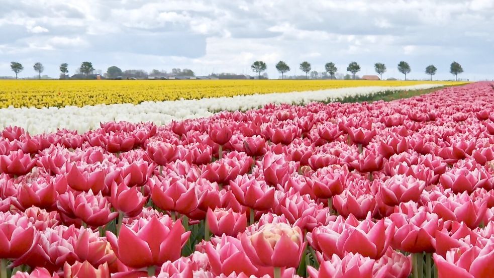 Das Blütenmeer ist jedes Jahr im Frühling ein Publikumsmagnet im niederländischen Reiderwolderpolder. Foto: Gettkowski