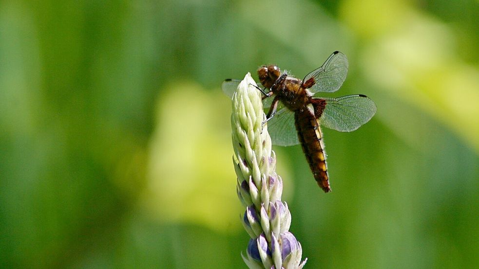 Eine Libelle sitzt auf einer Lupine. Die Pflanzen ziehen Insekten an, mögen aber meist keinen langen Frost. Symbolfoto: Pixabay