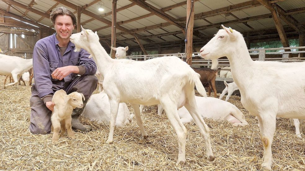 Leon de Kloet wird im Stall von seinen Ziegen freundlich begrüßt. Foto: Gettkowski