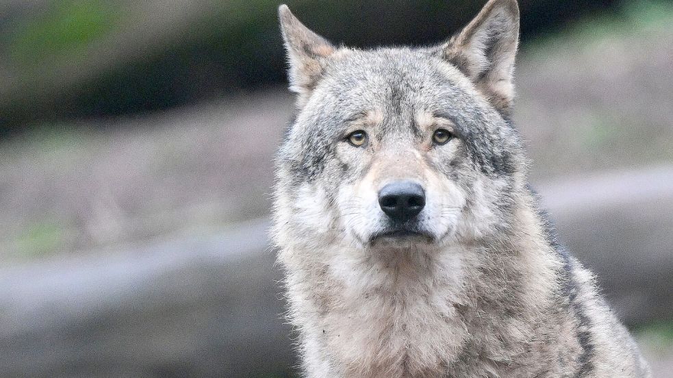 Dieser Wolf wurde in einem Gehege im Tierpark Wildparadies Tripsdrill fotografiert. Foto: DPA