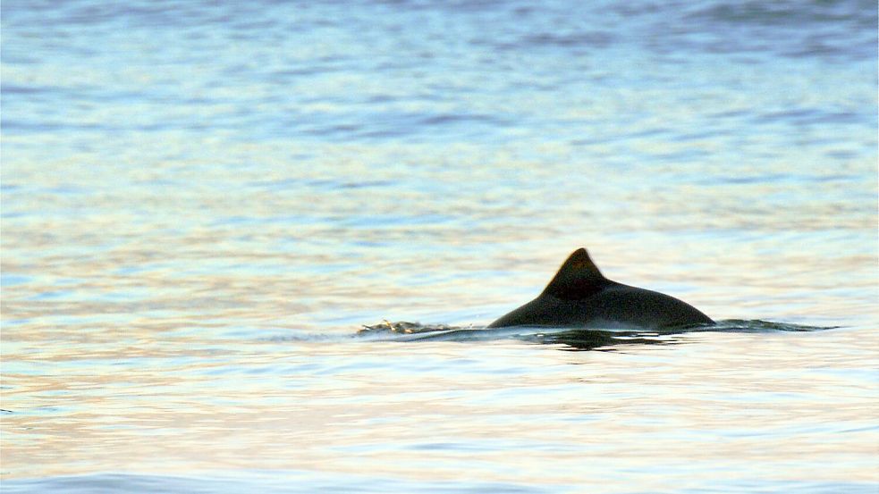 Mit etwas Glück lassen sich in den kommenden Tagen wieder Schweinswale an der Nordseeküste vor Wilhelmshaven entdecken. Foto: Nietfeld/dpa