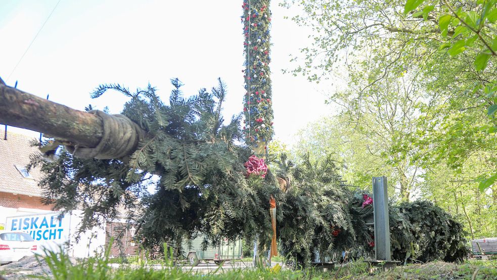 Während sich der Rahester Maibaum stolz in den Himmel reckt, liegt der Extumer Maibaum daneben am Boden und wartet auf seine Rückkehr. Foto: Romuald Banik