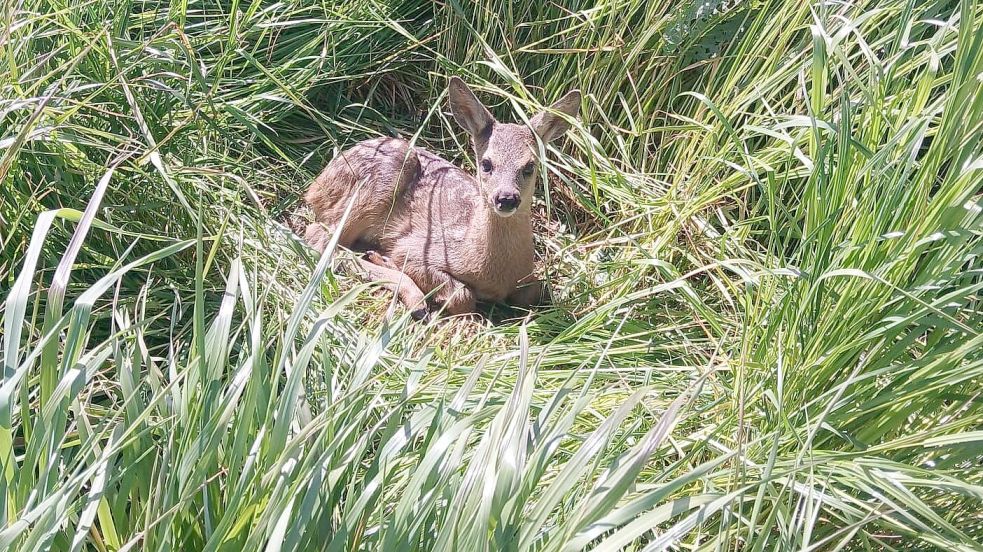 Ein gerettetes Kitz wenige Stunden nach dem Auffinden in den frühen Morgenstunden. Es wurde mit Korb und Stangen gesichert – die nach dem Mähen wieder entfernt wurden. Der Landwirt hat den Bereich um das kleine Reh bei der Mahd ausgespart. Foto: Wildtierrettung Harlewiesen