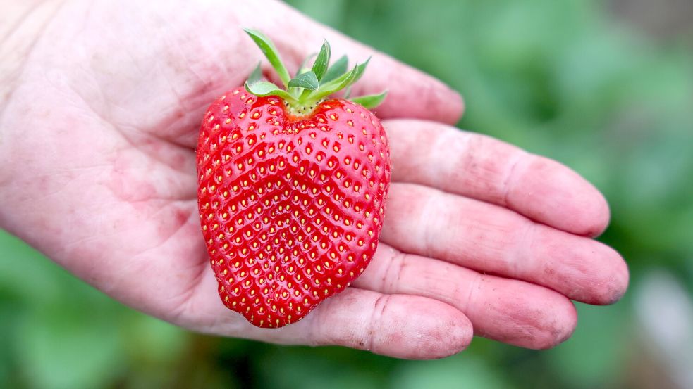 Deutsche Erdbeeren kommen erst in den nächsten Wochen in den Handel. Foto: IMAGO / ITAR-TASS