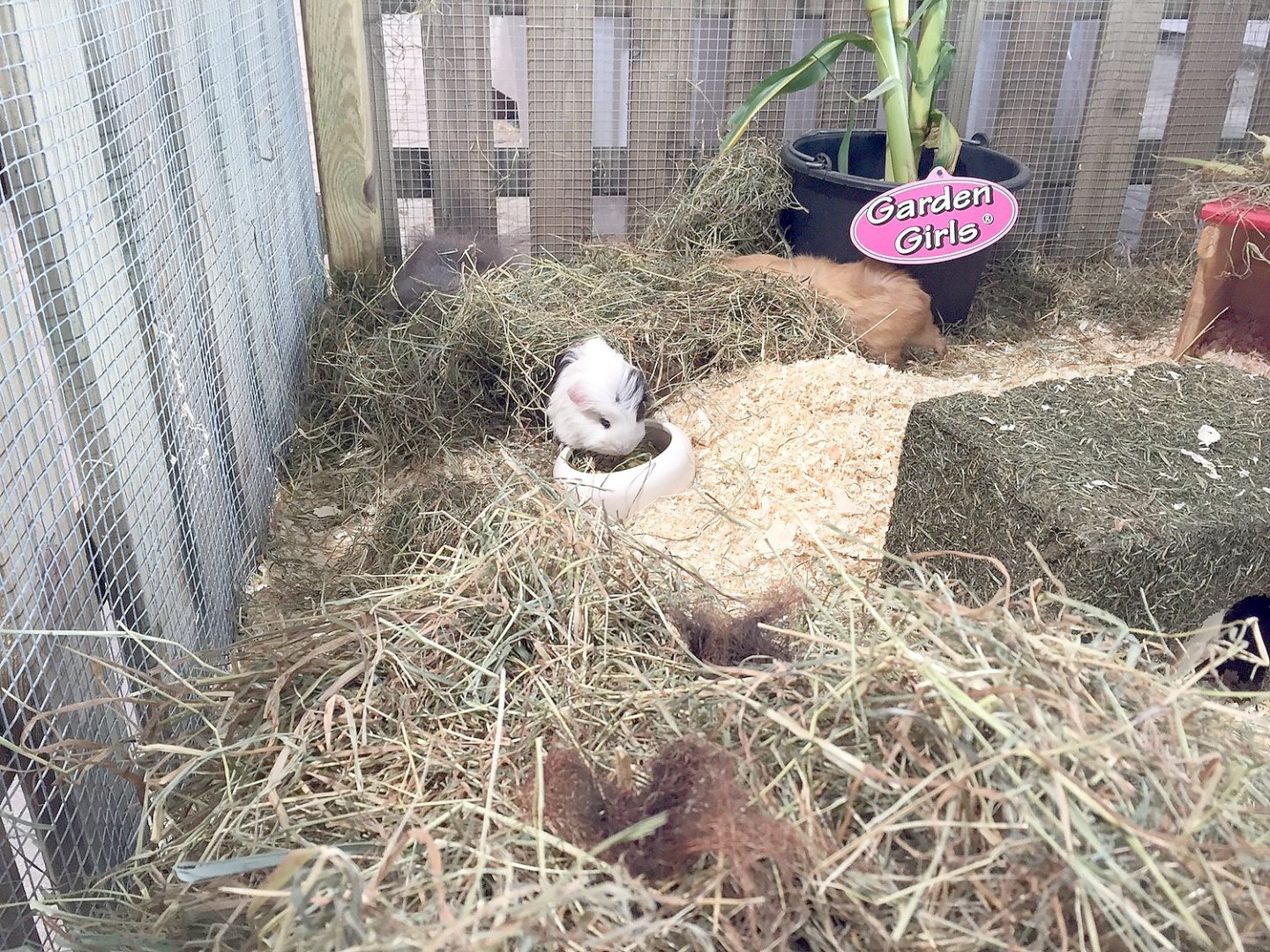 Meerschweinchenausstellung in Leer - Bild 1