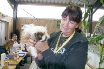 Meerschweinchenausstellung in Leer - Bild 2