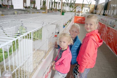 Meerschweinchenausstellung in Leer - Bild 4