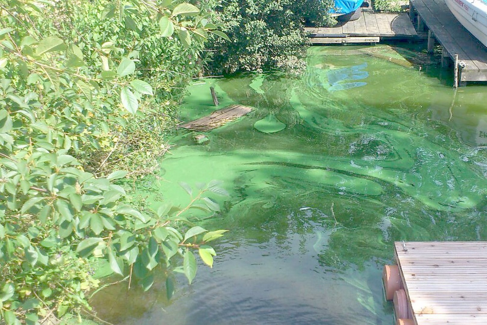 Plan gegen Blaualgen-Plage im Uphuser Meer - Bild 1