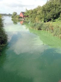 Plan gegen Blaualgen-Plage im Uphuser Meer - Bild 4