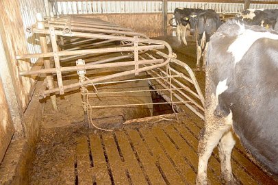 Kühe aus  Güllekeller gerettet - Bild 2