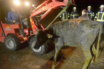 Kühe aus  Güllekeller gerettet - Bild 3